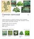 wormwood.png