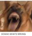 doggo-whats-wrong-2810479.png