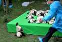 this-is-why-you-always-get-a-bunch-of-pandas-in-case-one-breaks.jpg