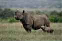 Black-Rhinoceros-5.jpg
