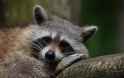 raccoon-2K-wallpaper-middle-size.jpg