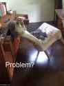 problem cat.png