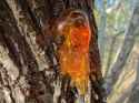Mesquite Sap 012.jpg