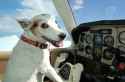 911_was_an_inside_dog.jpg