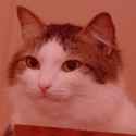smug cat red.jpg