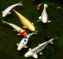 220px-Six_koi.jpg