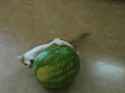 watermelon.gif