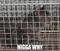 NIGGAWHY.png