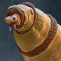Maggot head.jpg