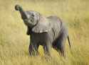 rs_560x415-140408154504-1024.baby-elephant-grass.ls.4814.jpg