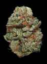 blue-kush-x-4f02aedb046117cb6f5153d3f0807d3fb995e929-s900-c85.jpg