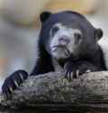 Confession-Bear.jpg