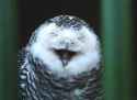 owl.jpg