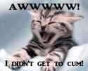 funnyCat.jpg