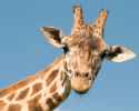 giraffe.jpg