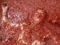 tomatina-festival.jpg