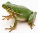 froggg.jpg