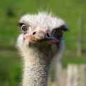 Fuck you I'm an Ostrich2.jpg