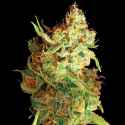 red-dragon-barneys-farm.jpg
