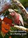 galah.jpg