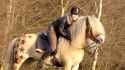 Haflinger.png