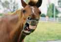 7-horse-mouth.jpg