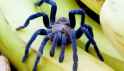 cobalt_blue_tarantula.jpg