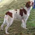 brittany-dog_l.jpg