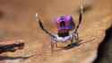 peacock-spider-1st-shot.jpg