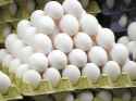 EGGGGGGGGGGGGGGGGGGGGGGGGGGGGGGGGGGGGGGGGGGGGGGGGGGGGG!.png