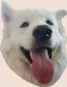 Koda.png