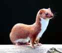 randomanimal3.jpg