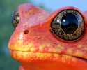 randomanimal5.jpg