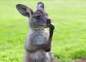 randomanimal6.jpg