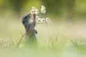 randomanimal11.jpg