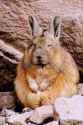randomanimal12.jpg