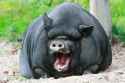 randomanimal13.jpg