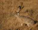 Jackalope.jpg