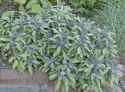 PurpleSage520.jpg