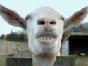 Animal_Smile_Two_SIZE.jpg