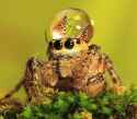 jumping-spider-waterdrop-hats-uda-dennie-2.jpg