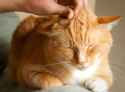 Petting-the-cat.jpg