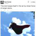 BirdPete.jpg