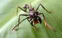 Bullet-Ant-Paraponera-clavata.jpg