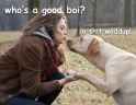 dat-dog.png