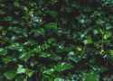 foliage.jpg
