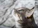 cat_muzzle_eyes_profile_monitor_800x600_hd-wallpaper-54149.jpg