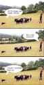 sheepdog.jpg