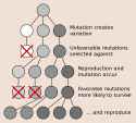 2000px-Mutation_and_selection_diagram.svg.png