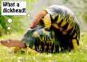 turtle-sex-blase.jpg